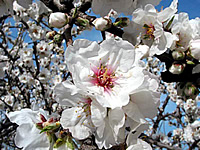 fiore di mandorlo